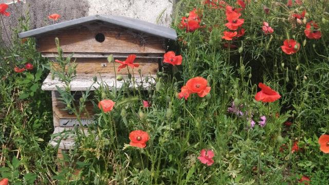 Miellerie de la Mérantaise - Ruche dans les coquelicots