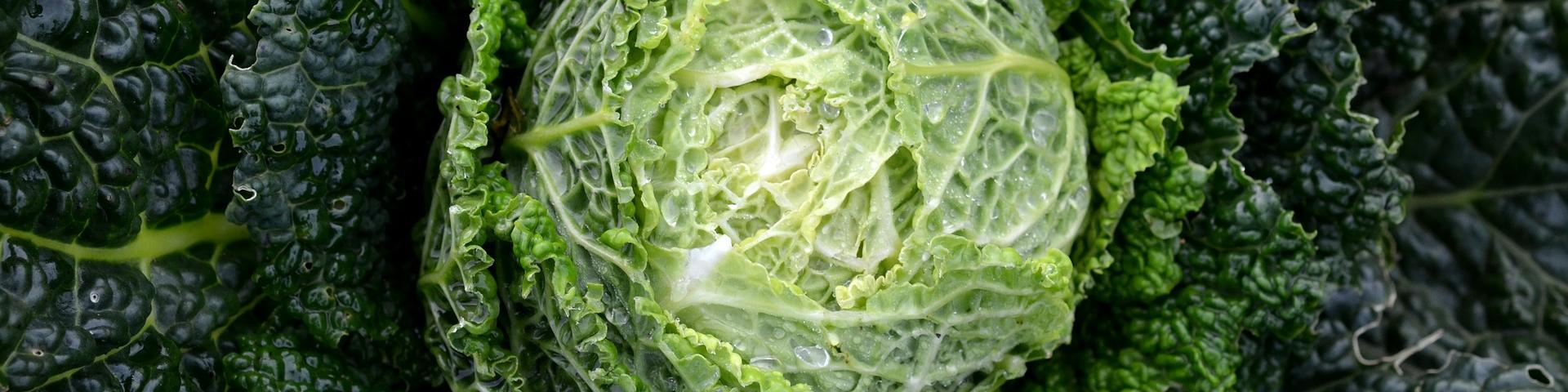 Chou vert