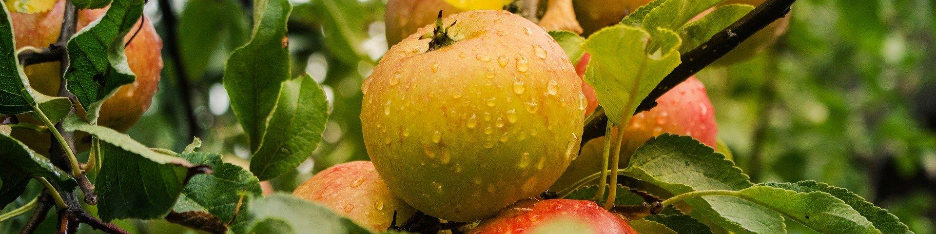 Pommes