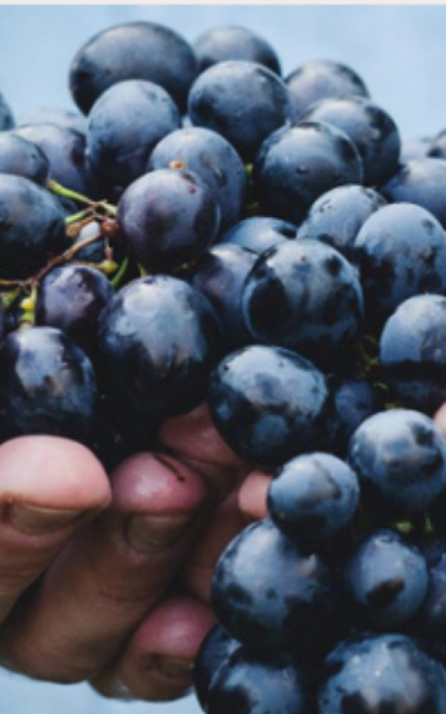 Amap Racines Et Graines - Raisin des Alluets