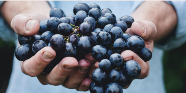 Amap Racines Et Graines - Raisin des Alluets