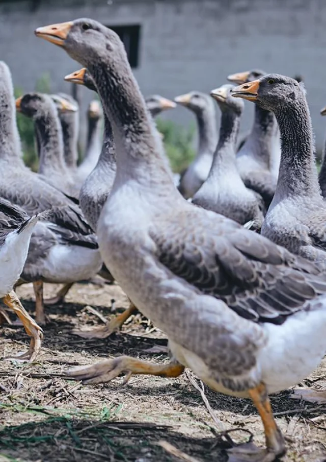 Ferme Labouyrie Oies