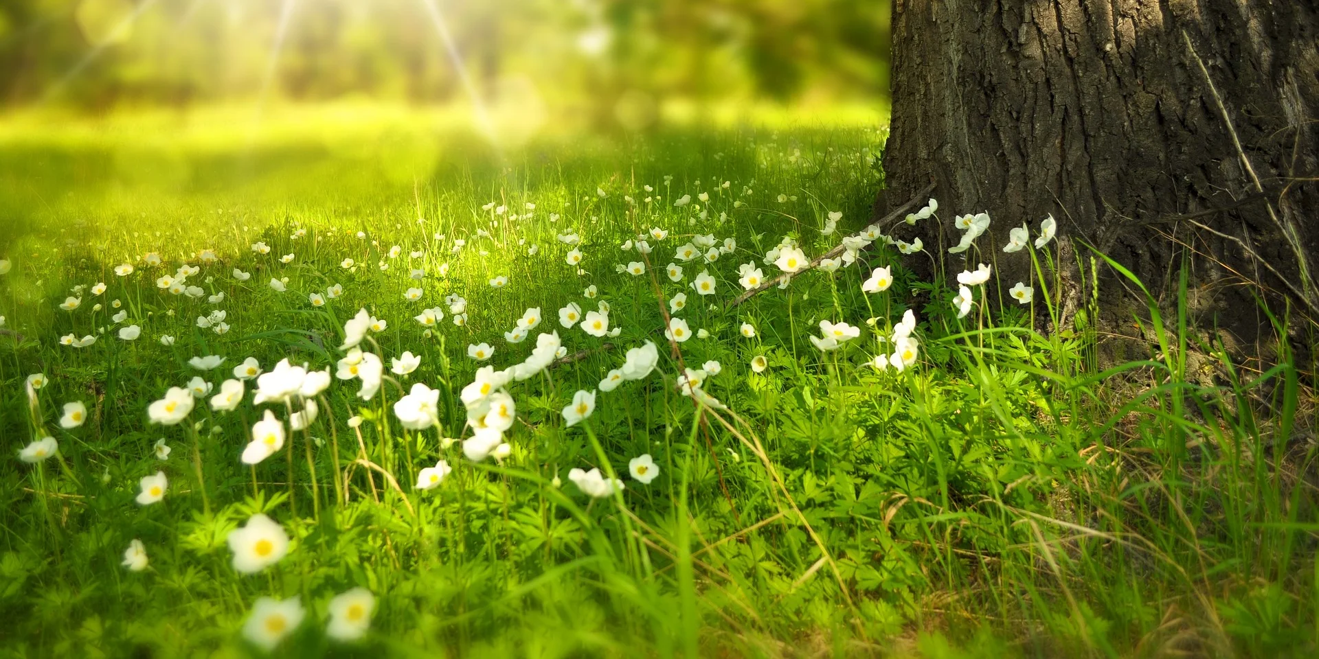 Nature au Printemps