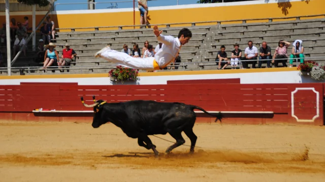 Découvrir la course landaise