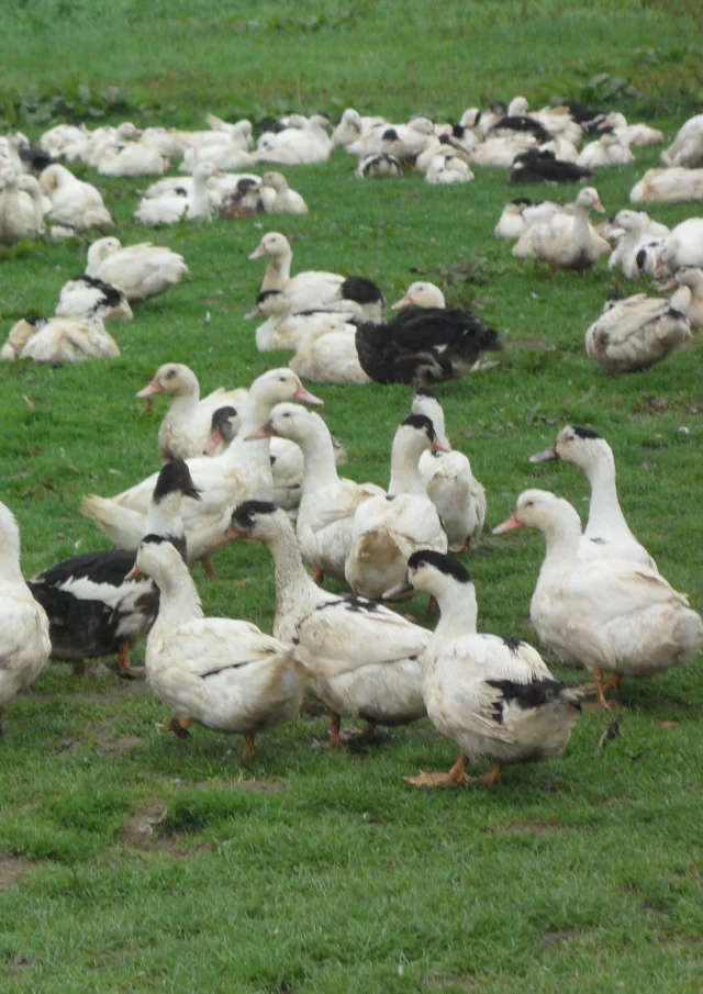 canard mulard