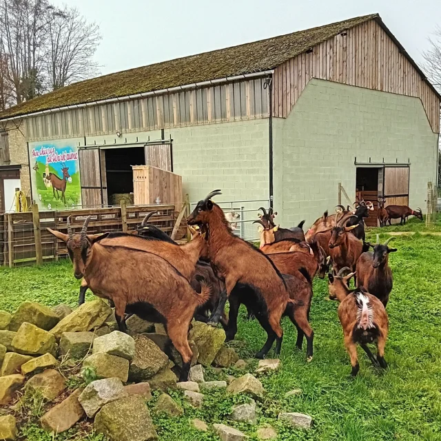 Aux Chevres De Warh'aime