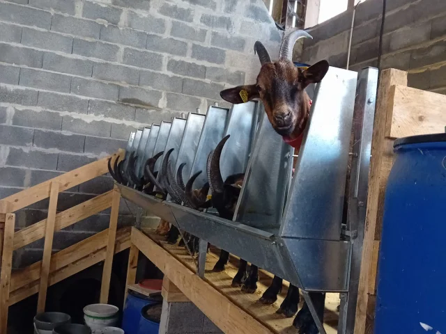 Aux Chevres De Warhaime Chevre
