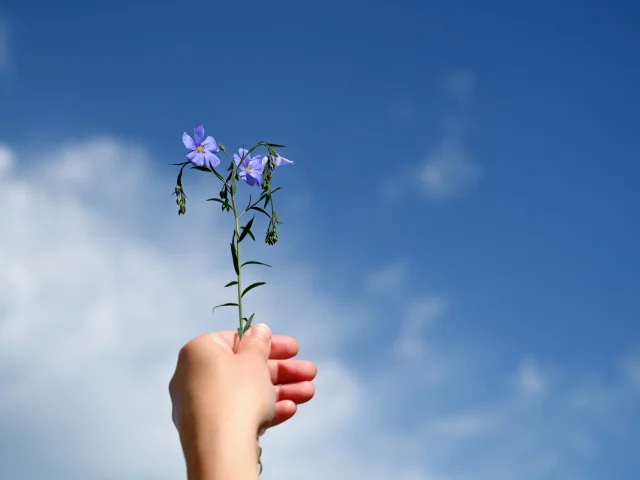 Fleur de lin