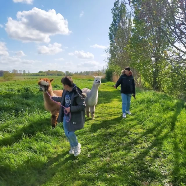 Rencontre Avec Lamas Et Alpagas