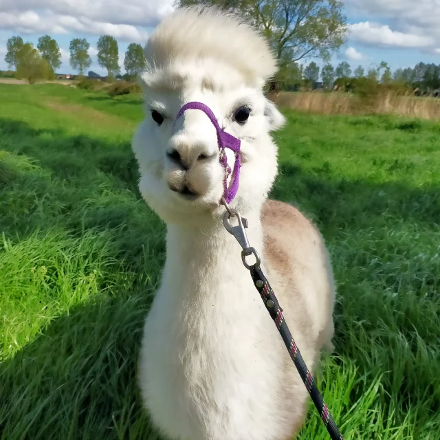 Lama et Alpaga