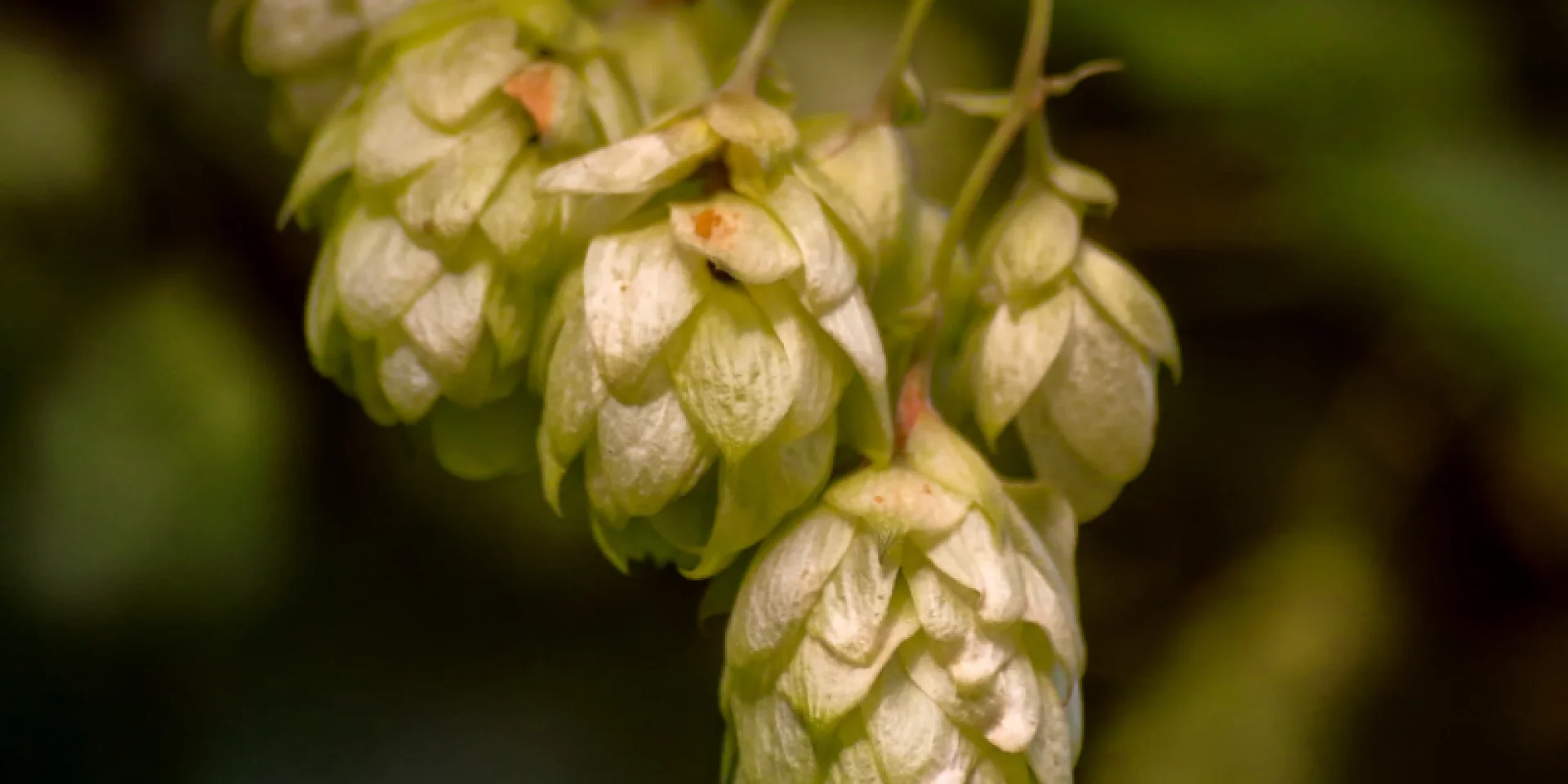 Champ Houblon