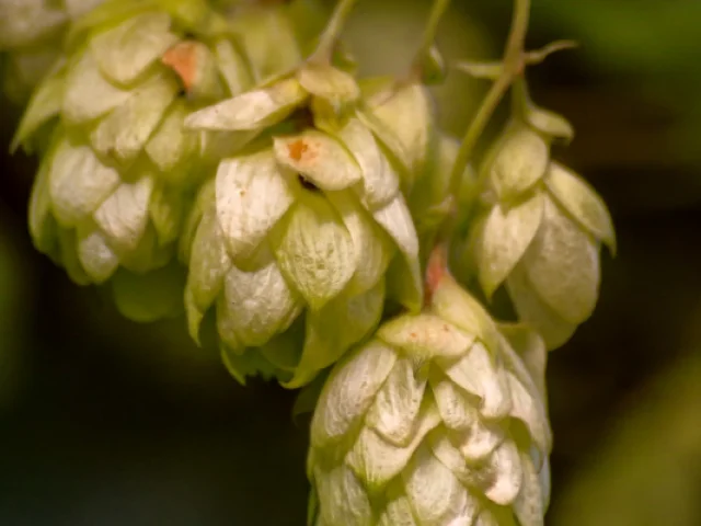 Champ Houblon