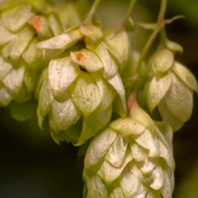 Champ Houblon