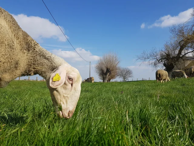 Ferme De L Haezepoel
