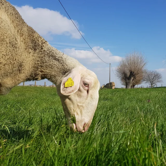 Ferme De L Haezepoel