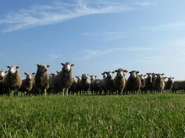 Ferme de l'Haezepoel