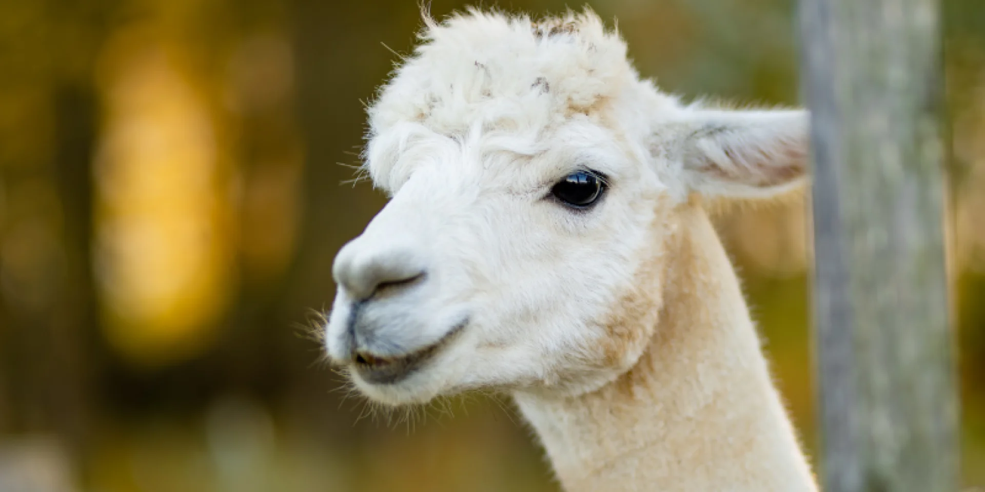 Lamas Alpagas