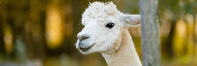 Lamas Alpagas