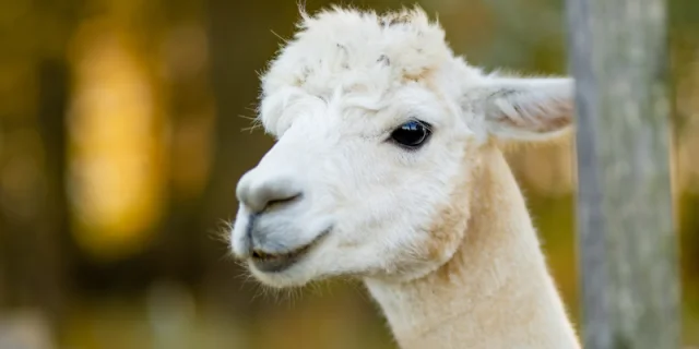 Lamas Alpagas
