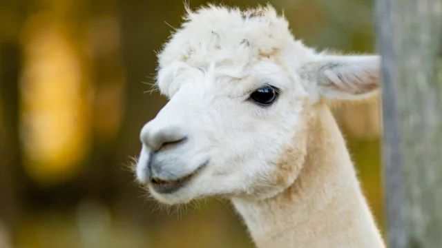 Lamas Alpagas