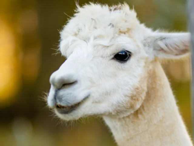 Lamas Alpagas