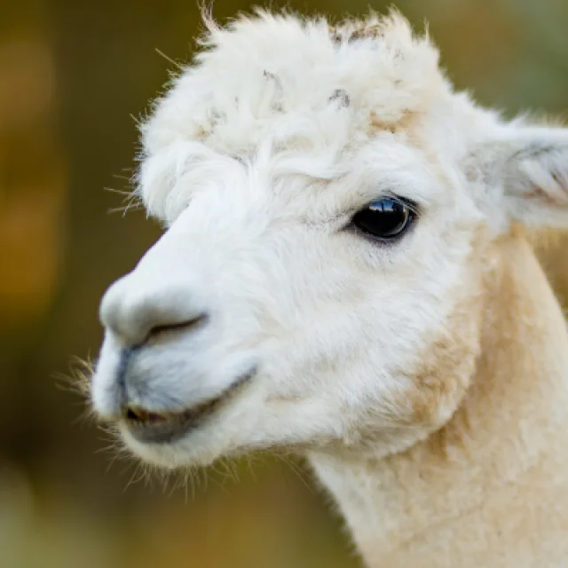 Lamas Alpagas