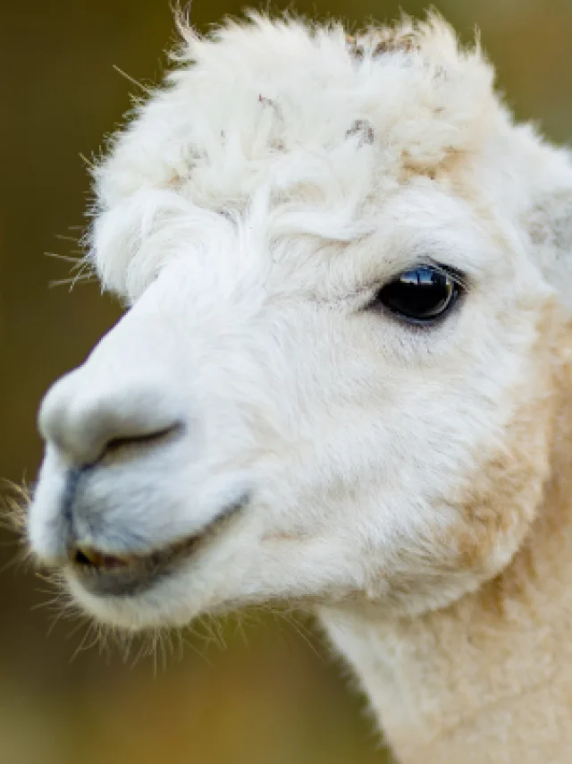Lamas Alpagas