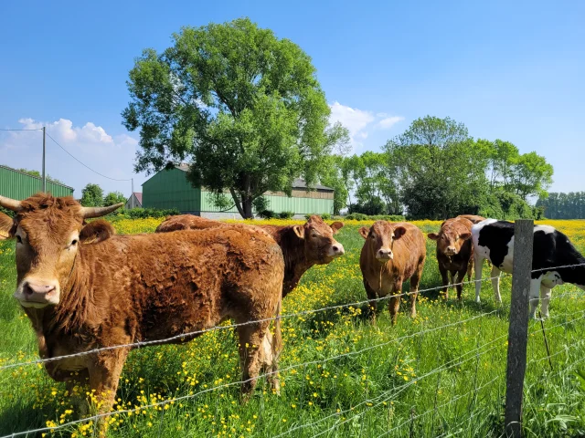 Pre Fleuri Vaches Killem Eq Juin 25 1