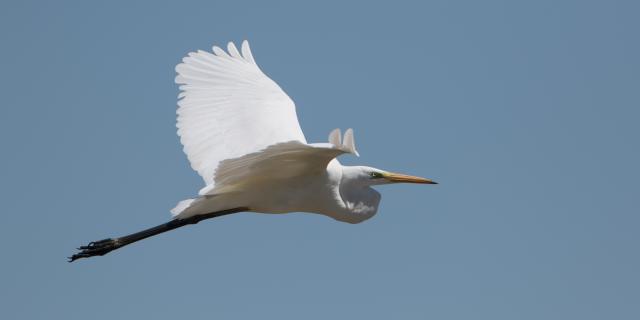 Parc Ornithologique Terres D Oiseaux Grande Aigrette Terres D Oiseaux