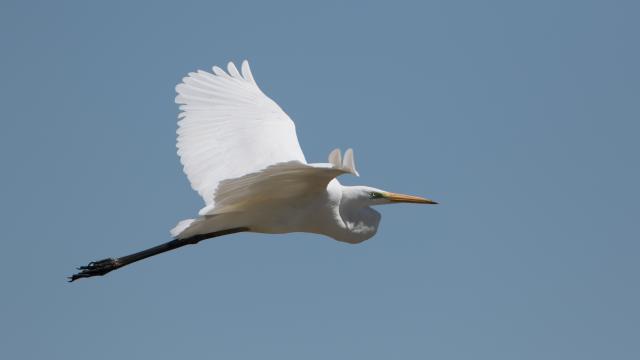 Parc Ornithologique Terres D Oiseaux Grande Aigrette Terres D Oiseaux