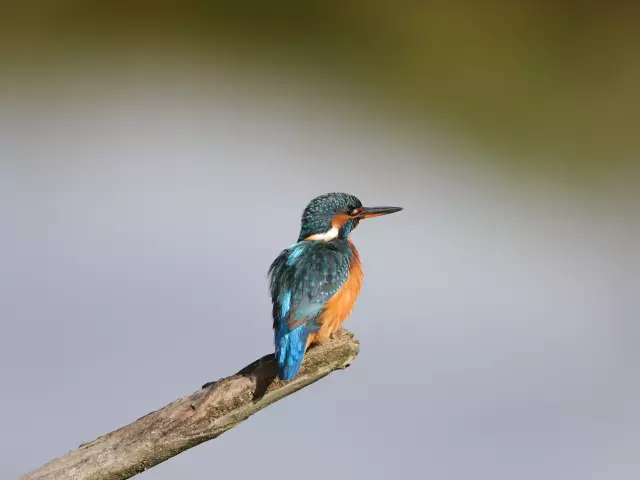 Parc Ornitho Terres D Oiseaux Martin Pecheurterres D Oiseaux.jpg