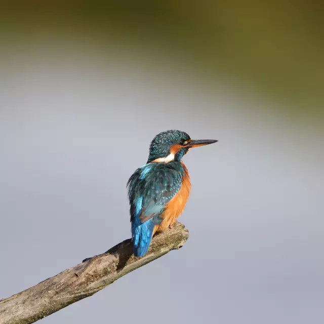 Parc Ornitho Terres D Oiseaux Martin Pecheurterres D Oiseaux.jpg