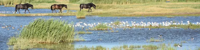 Parc Ornithologique Terres D Oiseaux Etang 4terres D Oiseaux.jpg