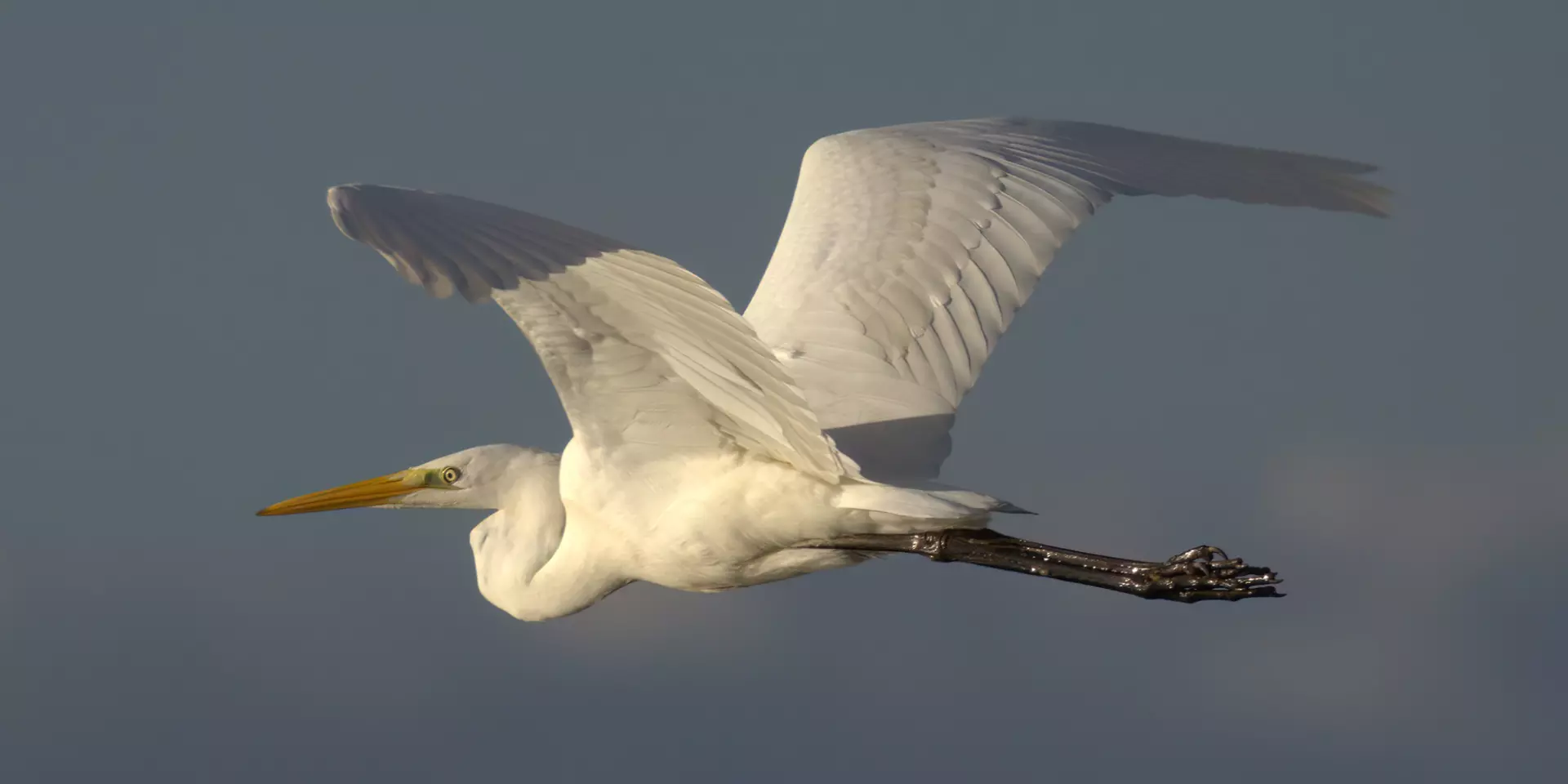 Grande aigrette