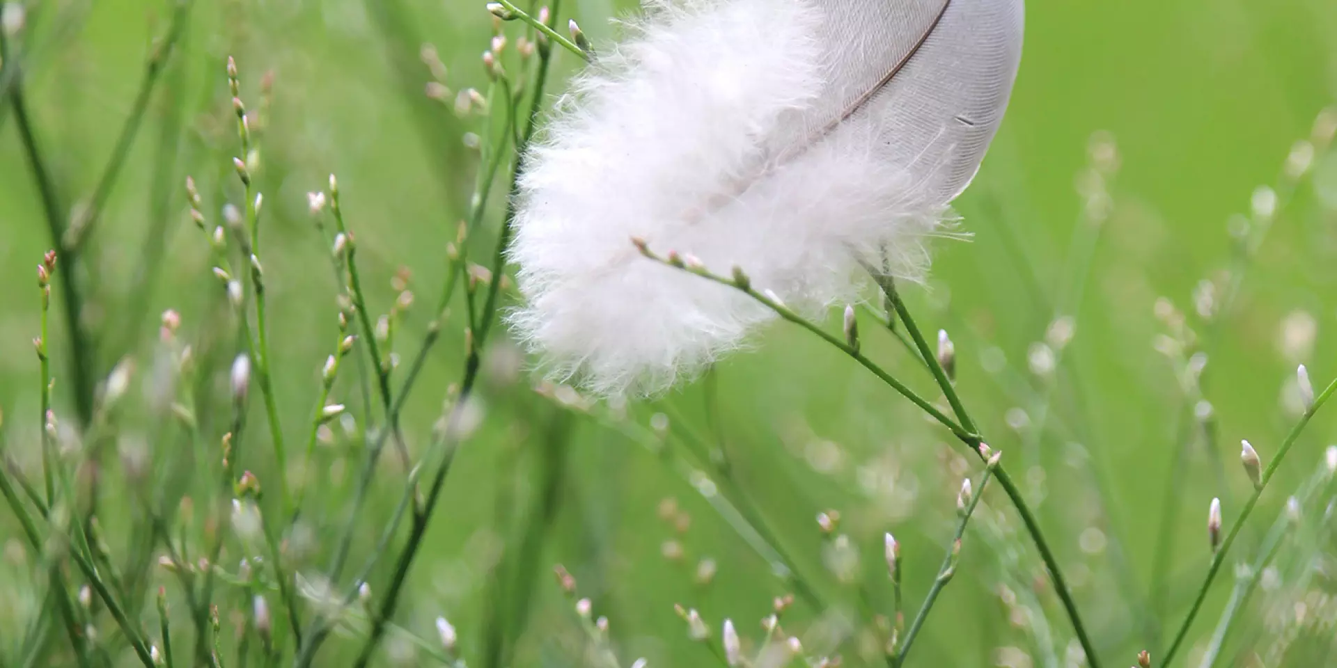 Plume