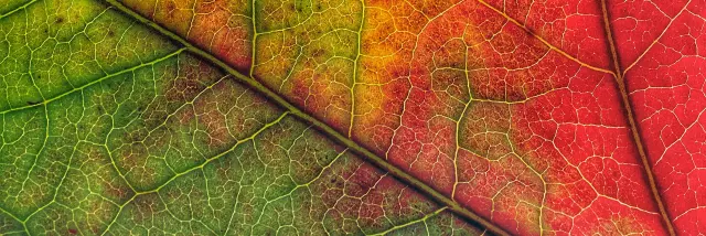 Feuille