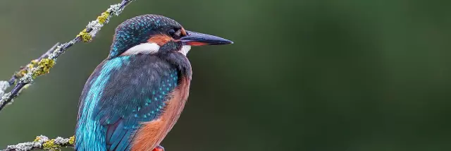 Martin-pêcheur d'Europe