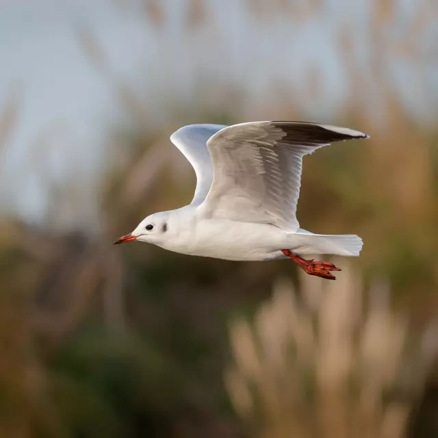 Mouette rieuse