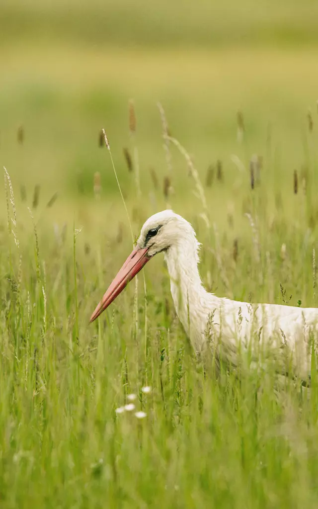 Cigogne blanche