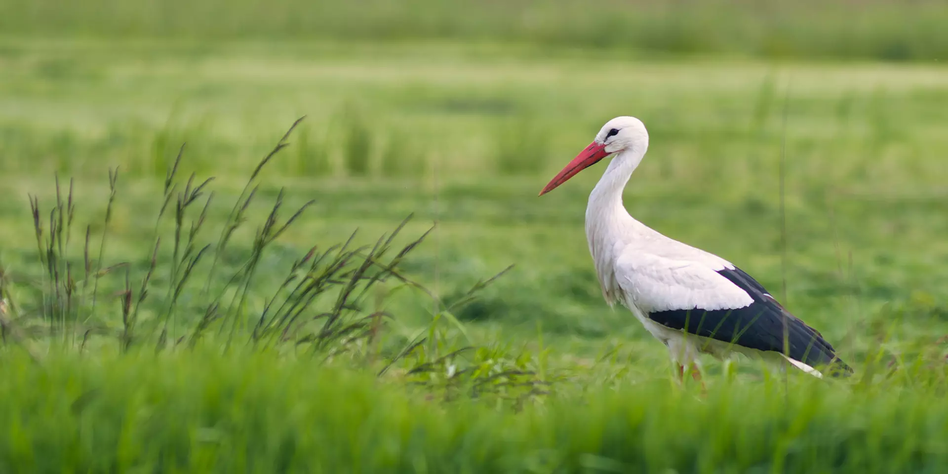 Cigogne blanche