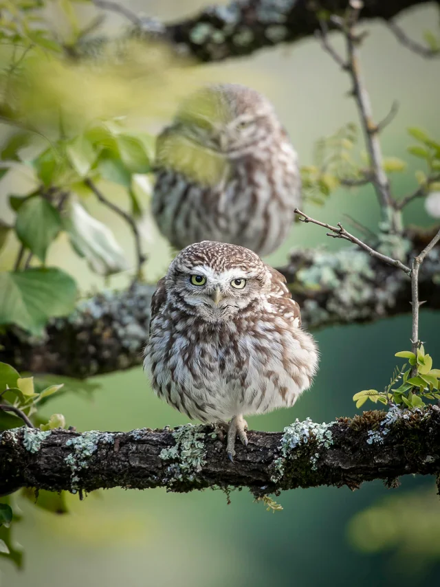 Categorie Portrait. Nicloas De Cet. Cheveche Dathena