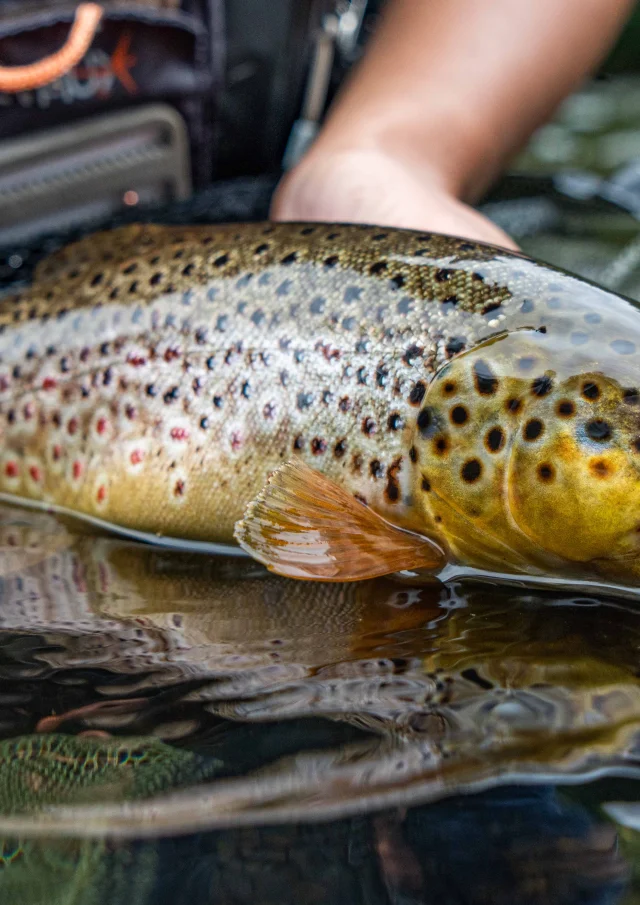 Trout Entraygues Jules 2022 Compress 1