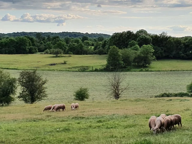 Tradition pastorale sur le Causse Comtal