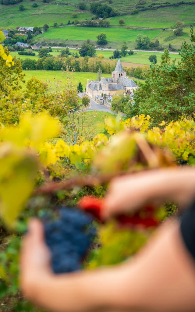 Récolte manuelle au Château de Beauregard