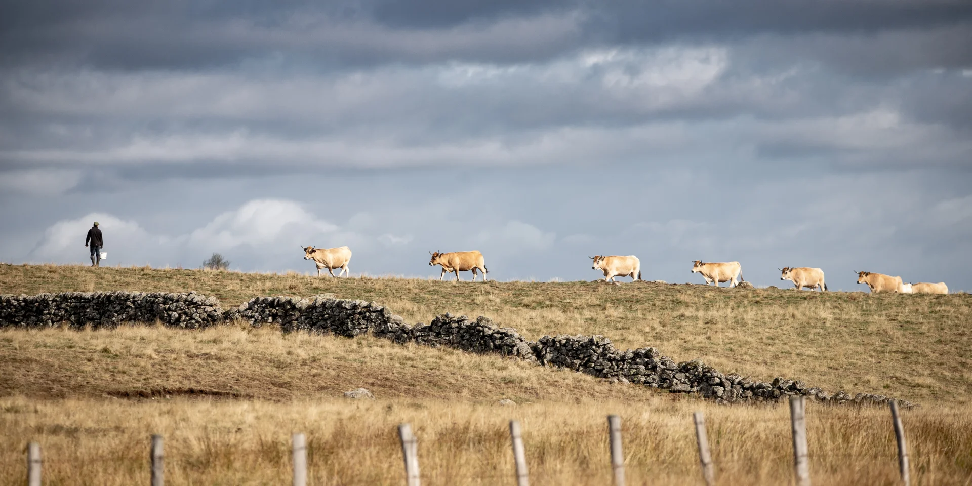 Vaches Aubrac et leur éleveur