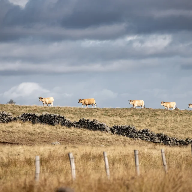 Aubrac Breeders 1 B. Colomb Loze Re Sauvage Pour Pact Aubrac