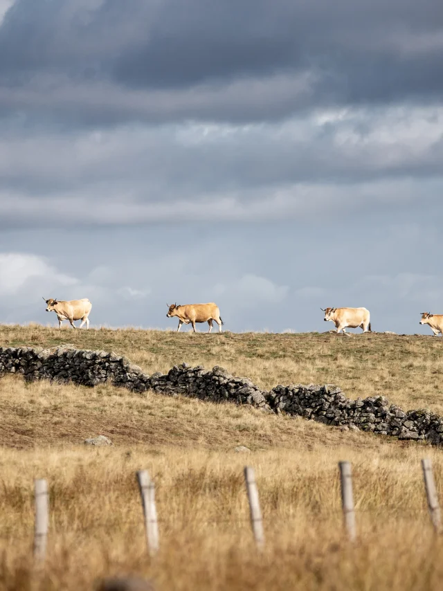 Vaches Aubrac et leur éleveur