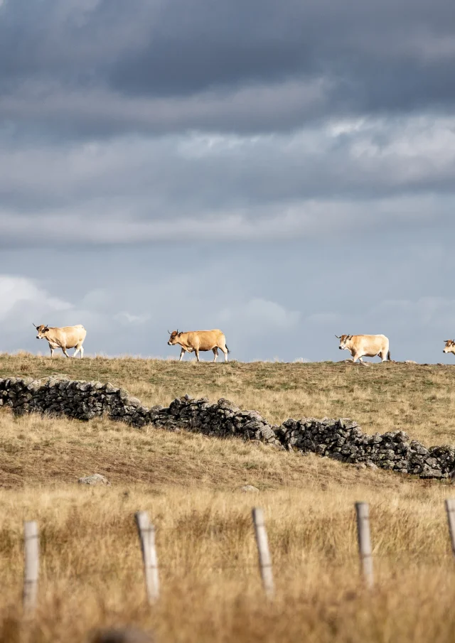 Aubrac Breeders 1 B. Colomb Loze Re Sauvage Pour Pact Aubrac