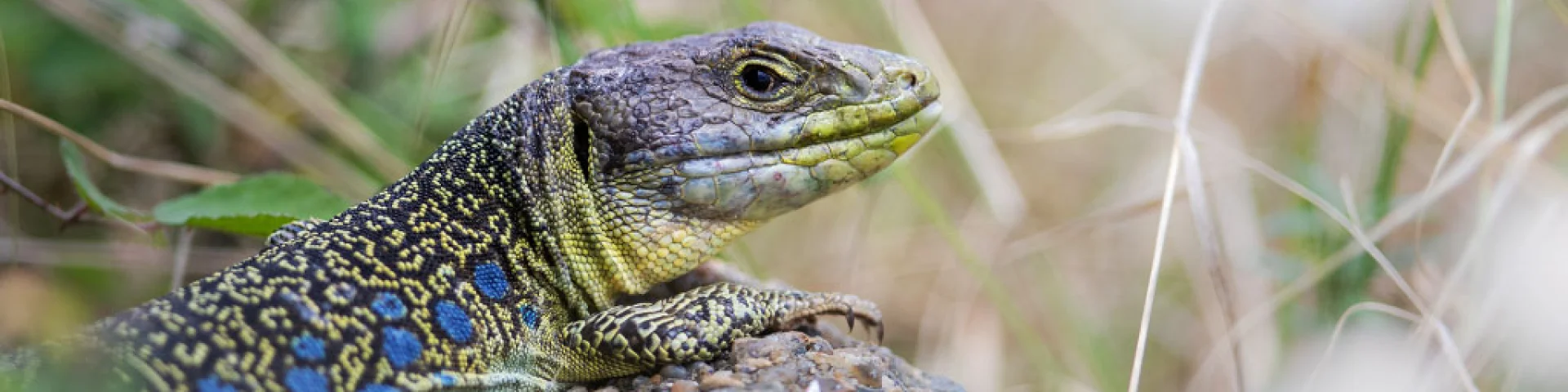 Lézard ocellé