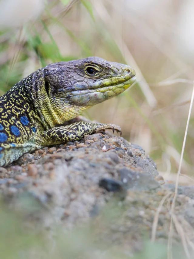 Oceller.monlong lagarto